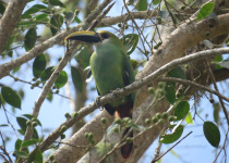 Blue-throated Toucanet
