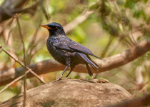 Blue Whistling Thrush