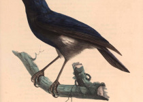 Blue Whistling Thrush