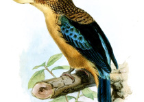 Blue-winged Kookaburra