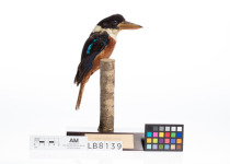 Blue-winged Kookaburra