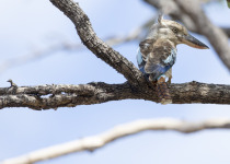 Blue-winged Kookaburra