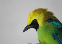 Blue-winged Leafbird