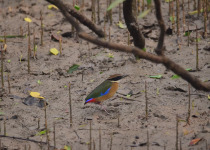 Blue-winged Pitta
