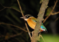 Blue-winged Pitta