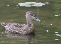 Blue-winged Teal