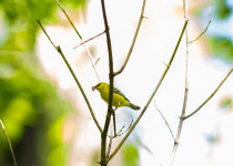 Blue-winged Warbler