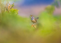 Bluethroat