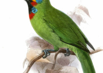 Blyth's brown hornbill