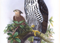 Blyth's hawk-eagle