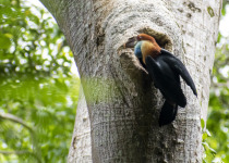 Blyth's hornbill
