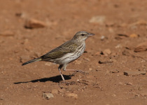 Blyth's Pipit