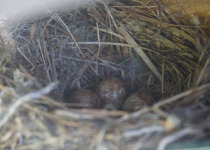 Blyth's reed warbler