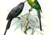 Bocage's Sunbird