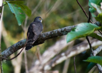 Bock's Hawk-Cuckoo