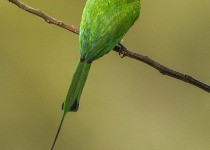 Boehm's Bee-eater