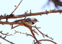 Boehm's Warbler