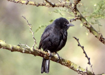 Bolivian Blackbird
