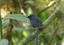 Bolivian Tapaculo