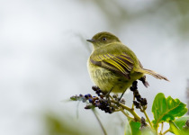 Bolivian Tyrannulet