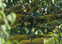 Bolle's Pheasant Hornbill