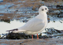 Bonaparte's Gull