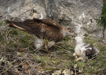 Bonelli's Eagle