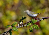 Bonelli's Warbler