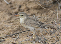Booted Warbler