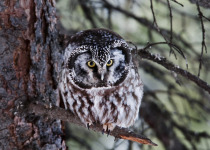 Boreal Owl