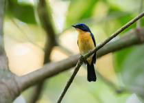 Bornean Blue Flycatcher