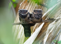 Bornean Frogmouth