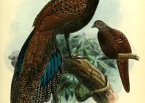 Bornean Peacock-Pheasant