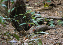 Bornean Peacock-Pheasant