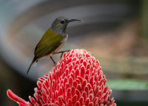 Bornean Spiderhunter