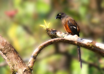 Bornean Treepie