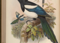 Bottan's Magpie