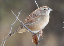 Botteri's sparrow