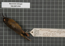 Bougainville Honeyeater