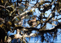 Bower's Shrikethrush