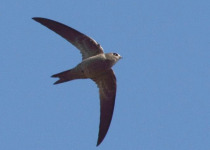 Bradfield's Swift