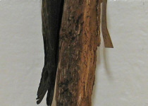 Bradfield's swift