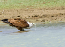 Brahminy Kite