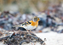 Brambling