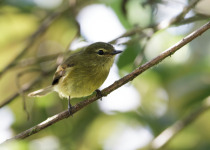 Bran-colored Flycatcher