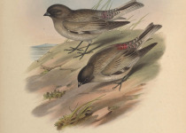 Brandt's Mountain Finch