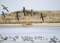 Brant Goose