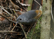 Brasília Tapaculo