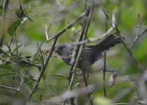 Brazilian antbird