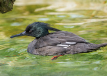 Brazilian Merganser